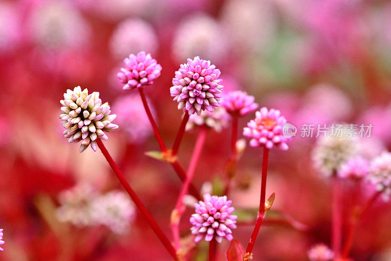 蒲桃/粉红Knotweed / Smartweed Flower